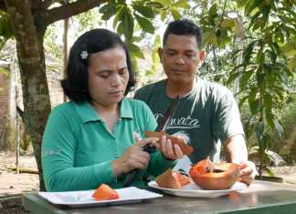 Ismanto mamey sapote