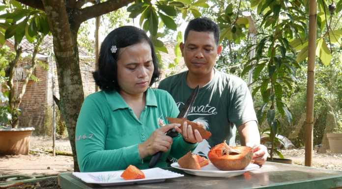 Berkah Jutaan Rupiah Dari Sawo Raksasa Mamey Sapote