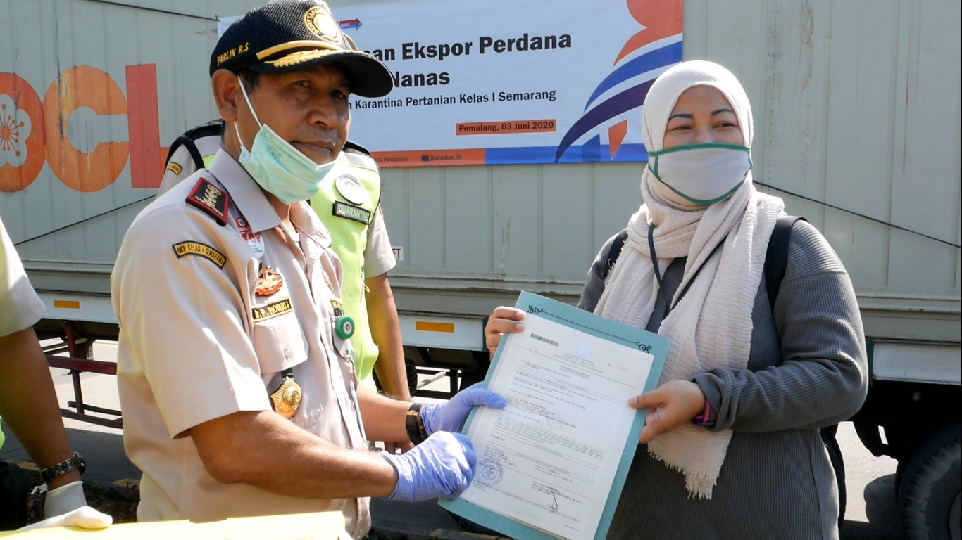 12 Ton Nanas Berhasil di Ekspor dari Jawa Tengah ke Arab Saudi Untuk Pertama Kali