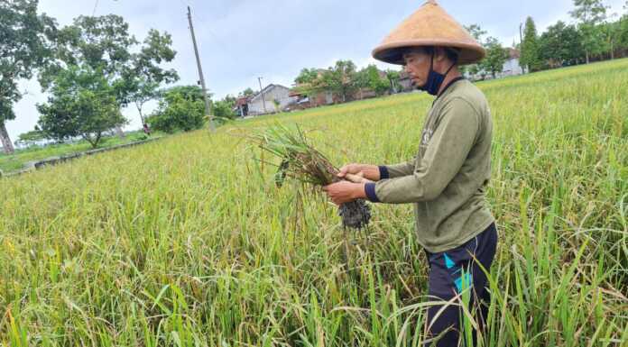 Pemprov Jateng Alokasikan Asuransi Usaha Tani Padi Bagi 29 Kabupaten